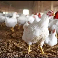 مرغ منجمد تنظیم بازار