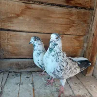 کبوتر پرش|پرنده|مبارکه, |دیوار