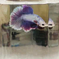 فایتر Betta|ماهی|شیراز, فرگاز|دیوار