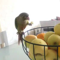 گرنچینگ اناناسی دستی