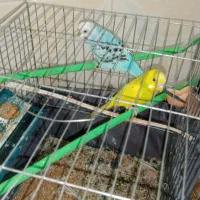 دوعدد مرغ عشق نرماده