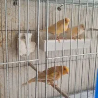 رد فکتور. سبز . پرتقالی. لیمویی . فائو|پرنده|چهارباغ, |دیوار