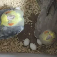 عروس هلندی نر وماده|پرنده|سقز, |دیوار