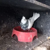 طوقی|پرنده|هرسین, |دیوار