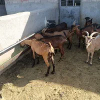 بز آلپاین و سانن