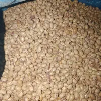 لوبیا بذری تمیز پاک شده