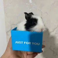 خرگوش