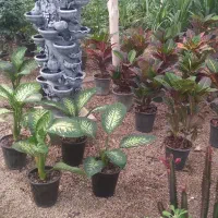 انجام خدمات باغبانی،هرس پاییز،طراحی باغچهای نو ساز