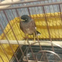 مرغ مینا تازه دون خور شده