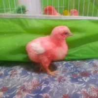 جوجه رنگی .|حیوانات مزرعه|نیشابور, بنیاد شهید|دیوار