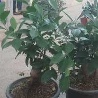 حراج پاییزه