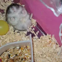 دوعددهمستر