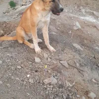 واگذاری ماده 7 ماهه دهن پاک گلگی