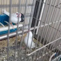 جفت فنچ نرگسی البینو چشم قرمز|پرنده|اندیشه, اندیشه فاز ۵|دیوار