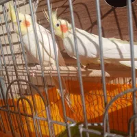 یک جفت عروس هلندی به همراه سه عدد جوجه