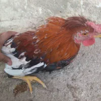 خروس گلین|حیوانات مزرعه|نجفآباد, یزدانشهر|دیوار