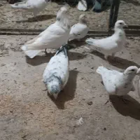 سارنروماده|پرنده|تربتحیدریه, قاسم آباد|دیوار