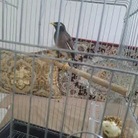 مرغ مینا|پرنده|اسلام‌شهر, صادقیه|دیوار