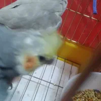 عروس هلندی|پرنده|اردبیل, |دیوار