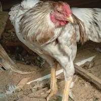 یک جفت مرغ و خروس لاری