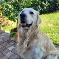 سگ گلدن رتریور ماده اصیل