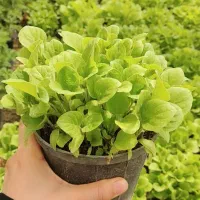 نشا گوجه فلفل بادمجان نعنا ترخون توت فرنگی