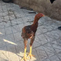 جوجه خروس لاری