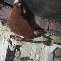 ماده مینا سرخ|پرنده|زاهدان, |دیوار