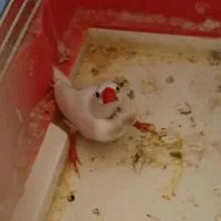 فنج نر یه جفت|پرنده|خسروشاه, |دیوار