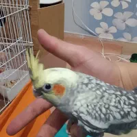 عروس هلندی|پرنده|تبریز, |دیوار