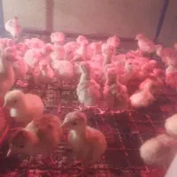 جوجه بوقلمون|حیوانات مزرعه|کوهی‌خیل, |دیوار