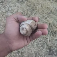 فسیل چند هزار ساله