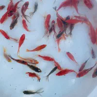 فروش ماهی قرمز،بچه ماهی و ...|ماهی|رشت, گیل|دیوار