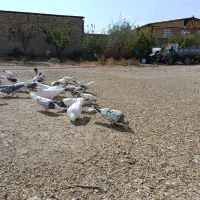 کبوتر