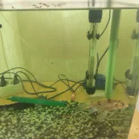 آکواریوم|ماهی|پاکدشت, پاکدشت (مامازند)|دیوار