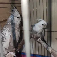 جفت عروس هلندی مولد وایت فیس ابلغ و ایزابلا|پرنده|اسلام‌شهر, شهرک مصطفی خمینی|دیوار