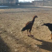 خروس لاری|حیوانات مزرعه|مشهد, یاس|دیوار