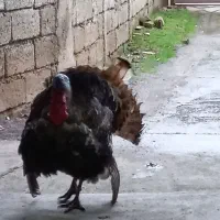 بوقلمون محلی