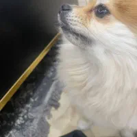 واگذاری پامر با دقت متن رو بخونید