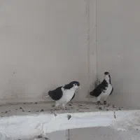 سبزوپولکی و ساده|پرنده|تربتحیدریه, بالا ولایت|دیوار