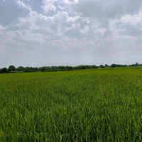 شالیزار-سنتی-16000متر-در-خشکبیجار-آناملک-کد1024