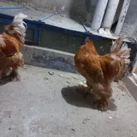 برهمای واقعی و اصل|حیوانات مزرعه|زاهدان, |دیوار