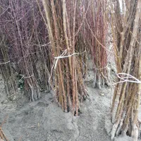 فروش نهال با فاکتور رسمی|گل و گیاه طبیعی|قائمشهر, |دیوار