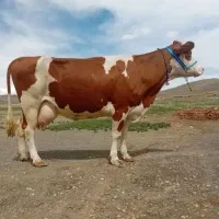 گاو سیمینتال شیری