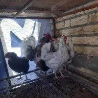 سه عدد مرغ گلین