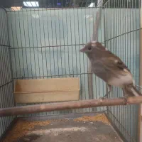 قناری ماده سهره