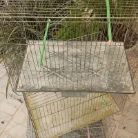 طوطی برزیلی.قفس تاشو بازاری جوجه پران لانه پرنده|پرنده|شاهرود, |دیوار