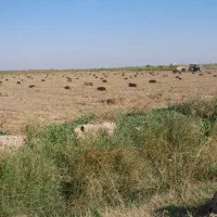 خرید فروش علف بادام زمینی|لوازم جانبی حیوانات|اسلام آباد, |دیوار