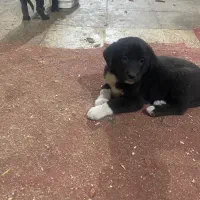 واگذاری رایگان سگ