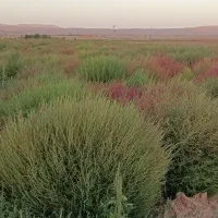 جارو باغی عمده